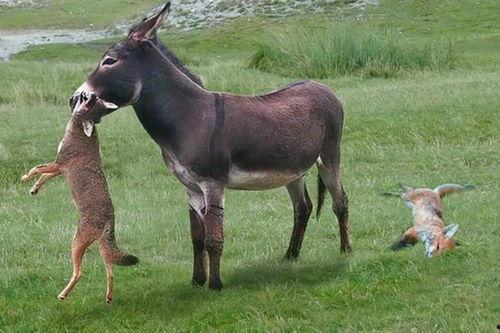驴吃瓜视频大全,趣味横生的动物搞笑瞬间集锦