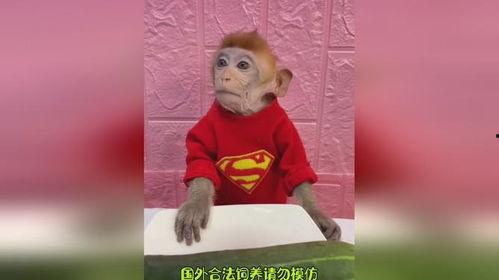 猴哥吃瓜女孩孩子视频,一场欢乐的亲子互动视频盛宴