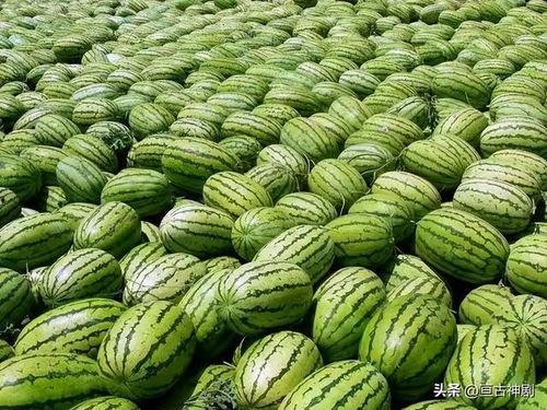 兴义夏天吃瓜视频,一场视觉与味蕾的盛宴