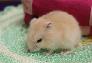 小仓鼠可以吃土瓜吗视频,揭秘土瓜的适口性