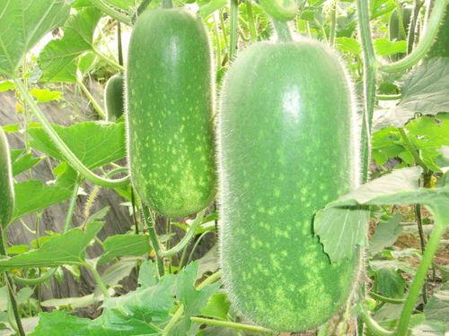 发吃瓜视频被判刑多久,判刑时长揭秘