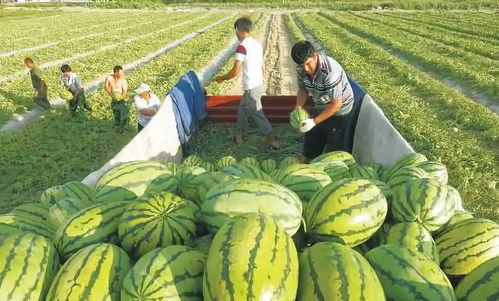 王大爷看吃瓜视频,揭秘娱乐圈那些事儿