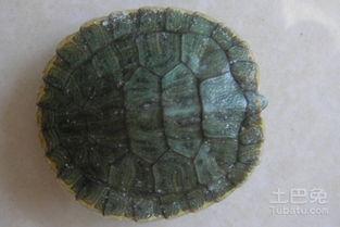 小乌龟吃佛手瓜视频,小乌龟的佛手瓜美食之旅