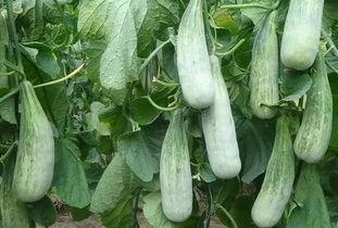 山东临沂吃瓜现场视频,全民围观，热闹非凡