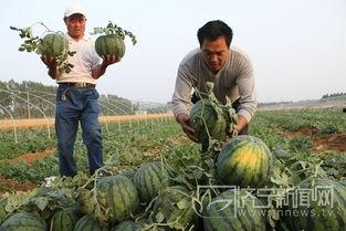 邹城最新吃瓜新闻报道视频,揭秘神秘事件背后的真相