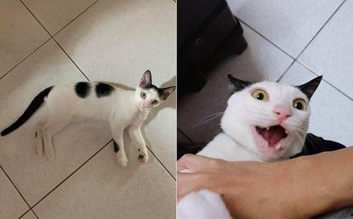 猫圈互喷吃瓜视频在线播放,吃瓜视频带你领略喵星人的“撕逼”现场