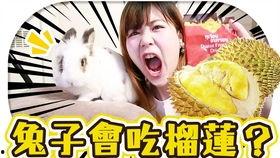 小兔姬吃瓜视频,揭秘娱乐圈幕后故事